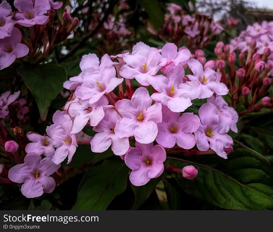 Flower, Pink, Plant, Flowering Plant