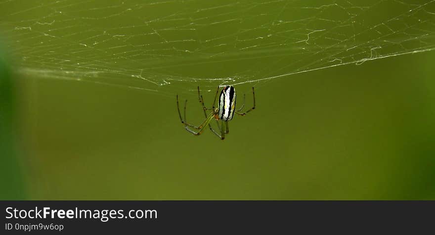 Spider, Spider Web, Arachnid, Water