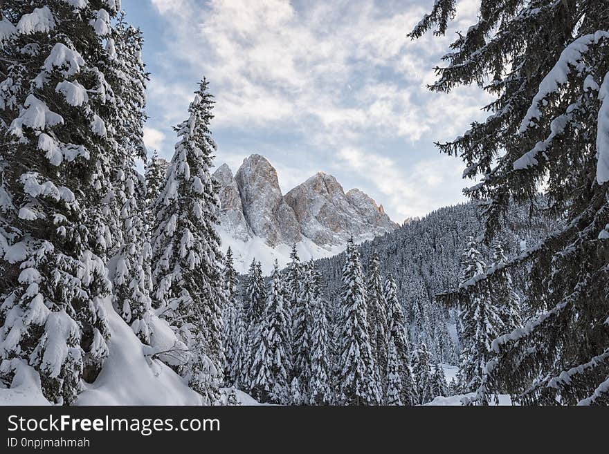 Winter, Snow, Mountainous Landforms, Tree