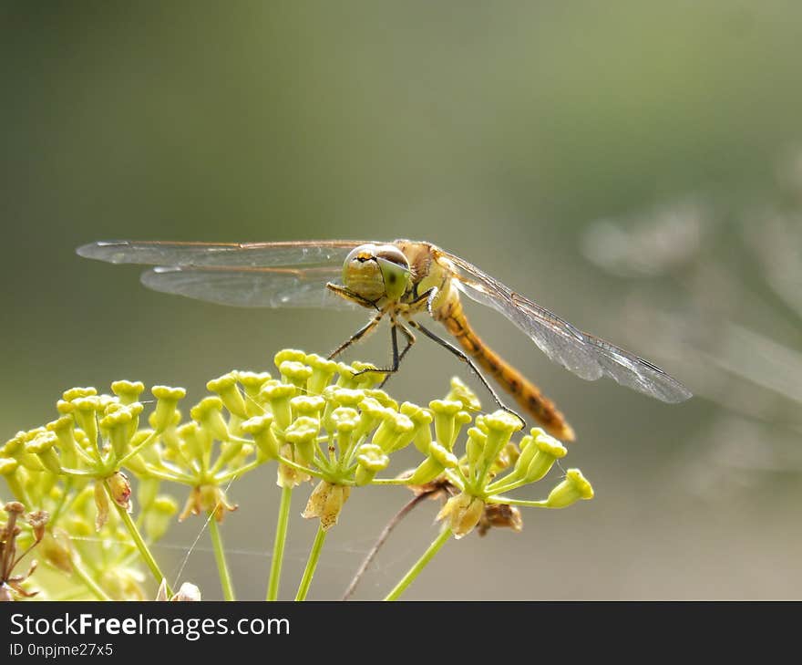 Insect, Dragonfly, Dragonflies And Damseflies, Invertebrate