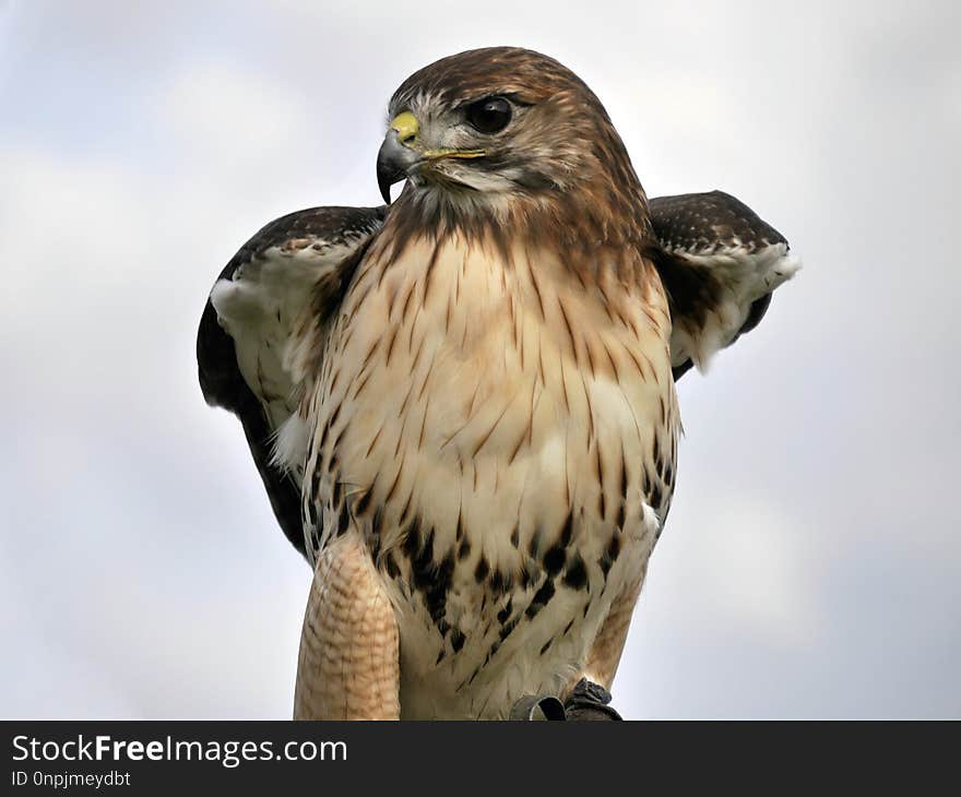 Hawk, Bird, Bird Of Prey, Beak