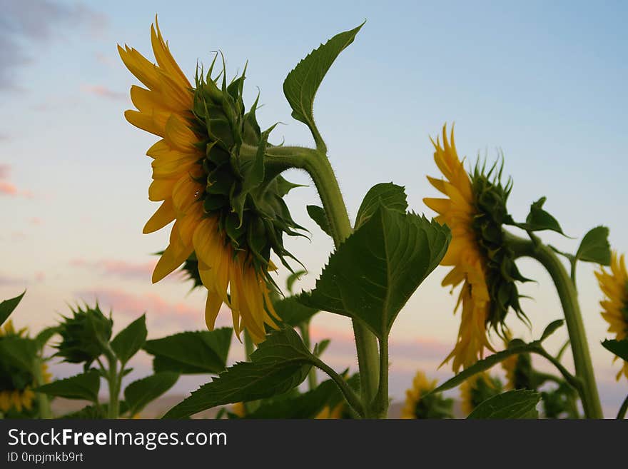 Flower, Sunflower, Plant, Flowering Plant