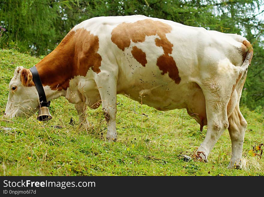 Cattle Like Mammal, Dairy Cow, Pasture, Grazing