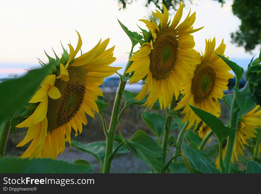 Flower, Sunflower, Yellow, Plant