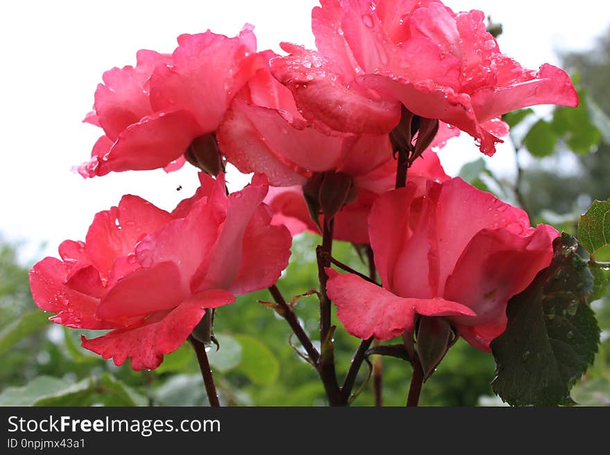 Flower, Rose, Rose Family, Pink