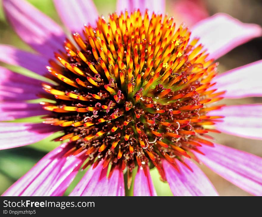 Flower, Flora, Coneflower, Close Up