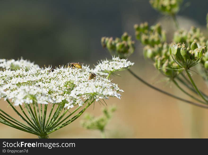 Flower, Plant, Flora, Cow Parsley