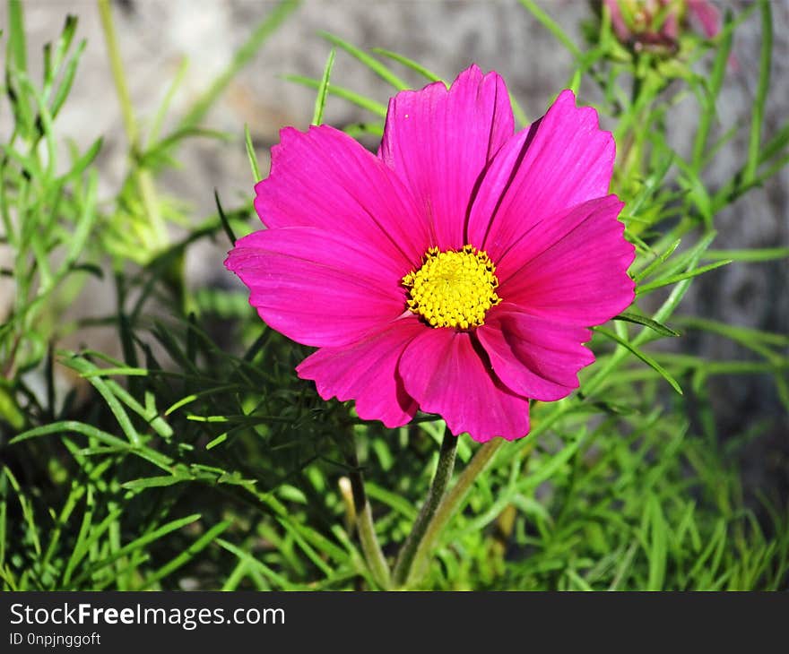 Flower, Garden Cosmos, Flora, Plant