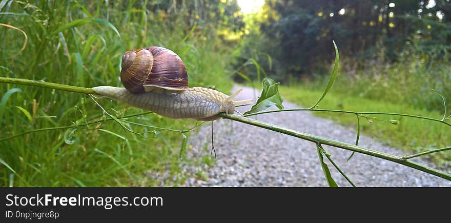 Snails And Slugs, Snail, Ecosystem, Invertebrate