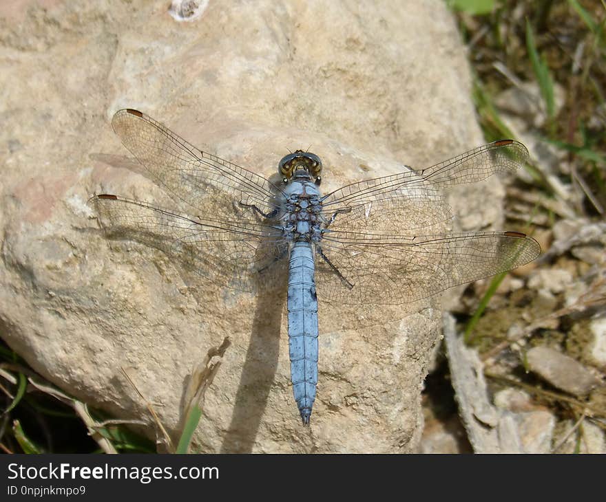 Dragonfly, Dragonflies And Damseflies, Insect, Invertebrate