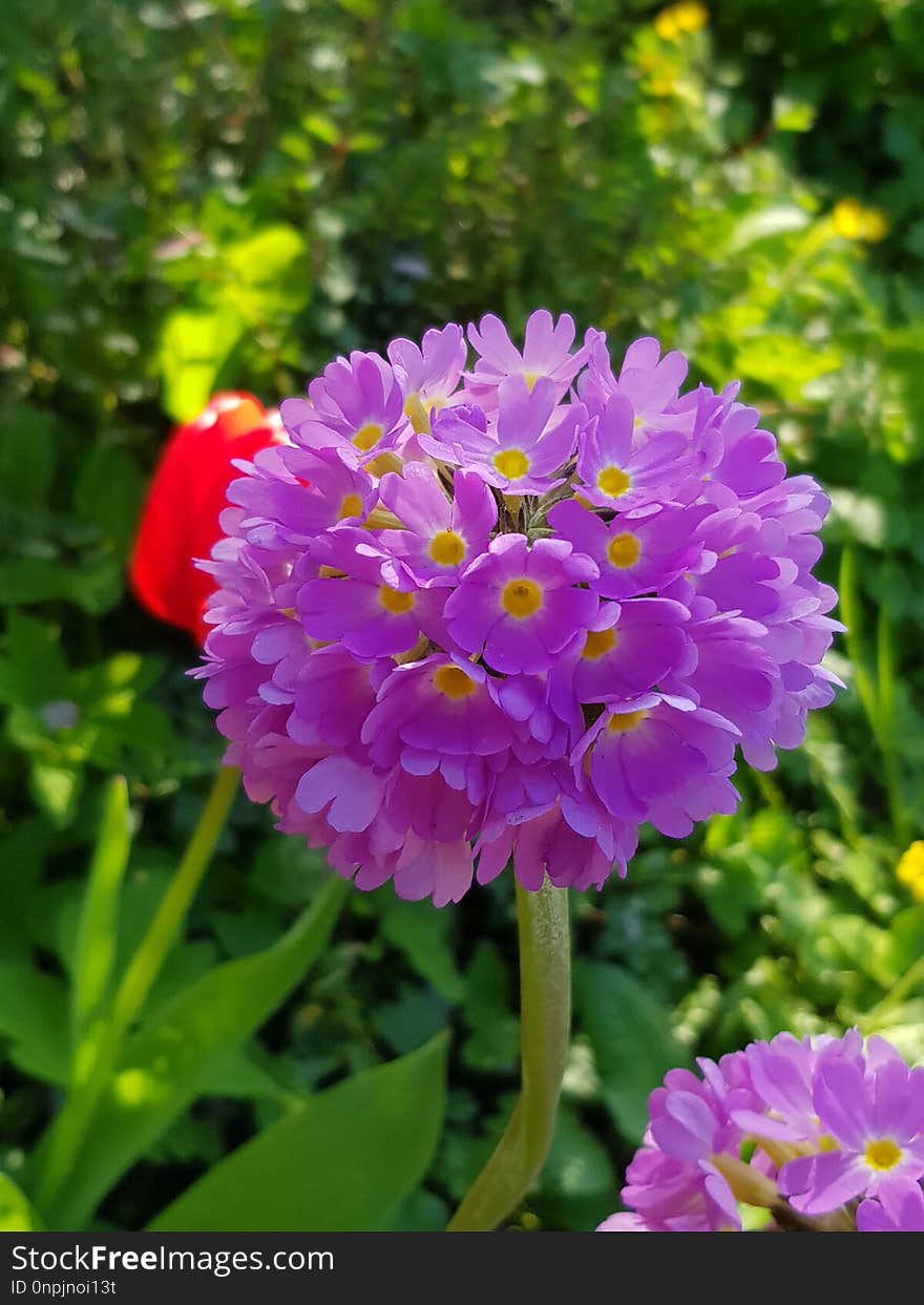 Flower, Plant, Purple, Flora