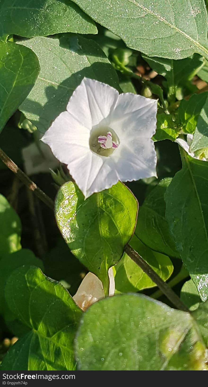 Plant, Flower, Flora, Leaf