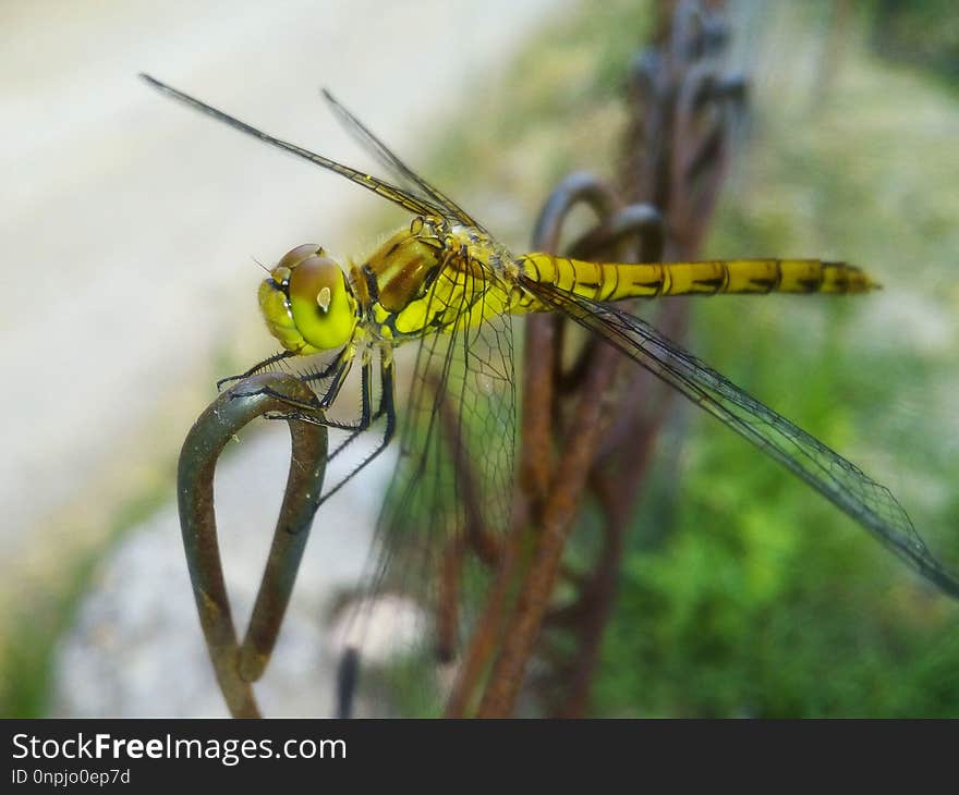 Insect, Dragonfly, Dragonflies And Damseflies, Invertebrate