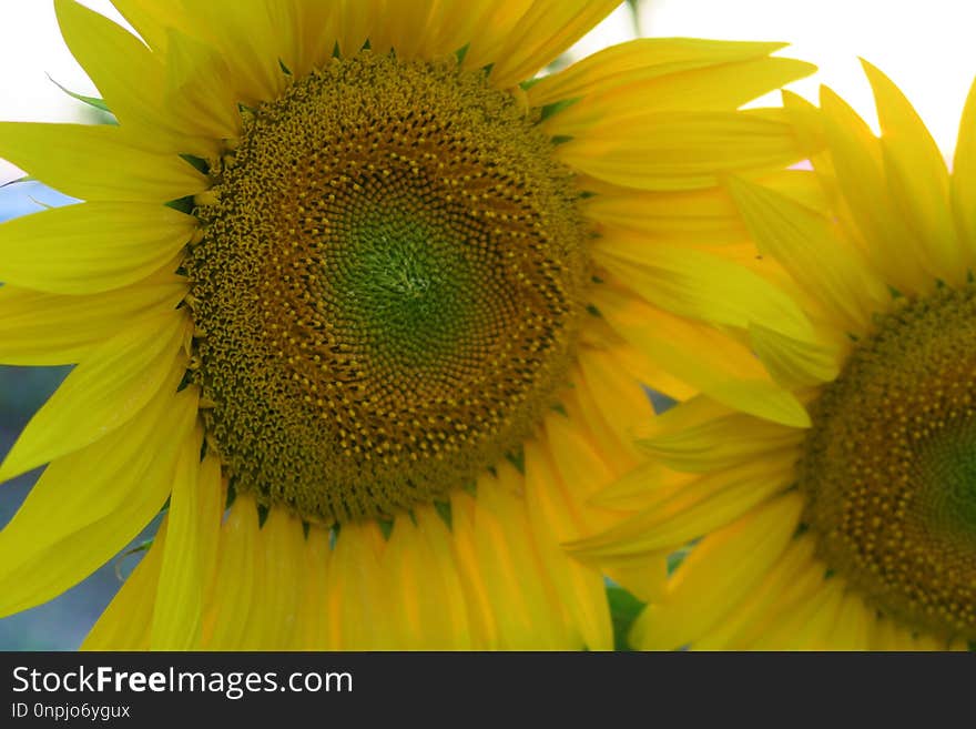 Sunflower, Flower, Yellow, Sunflower Seed