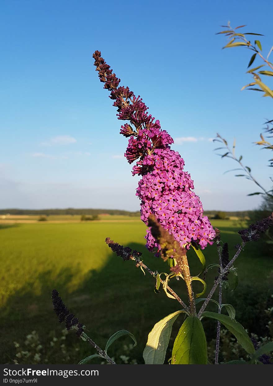 Plant, Flower, Flora, Sky