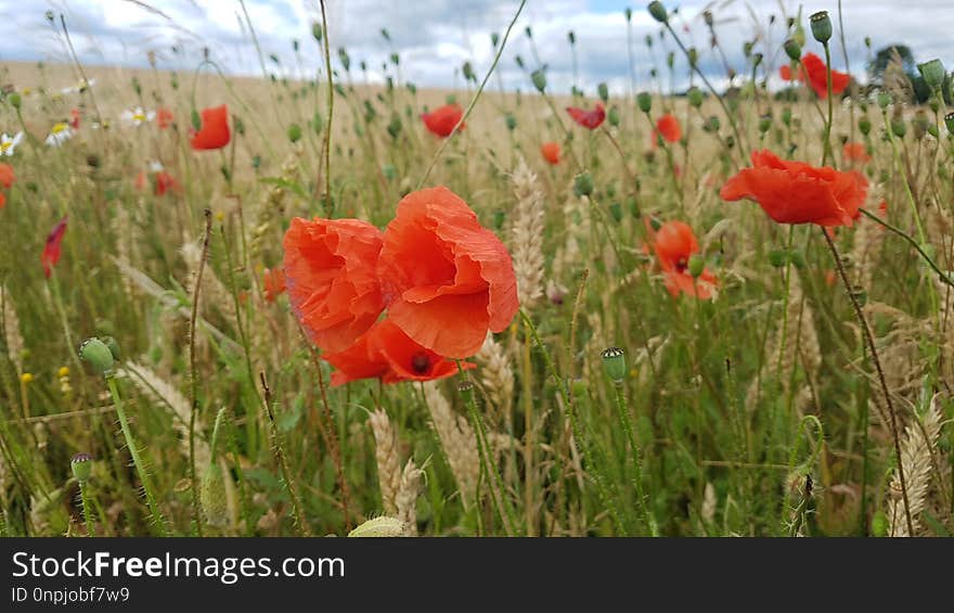 Flower, Ecosystem, Field, Coquelicot