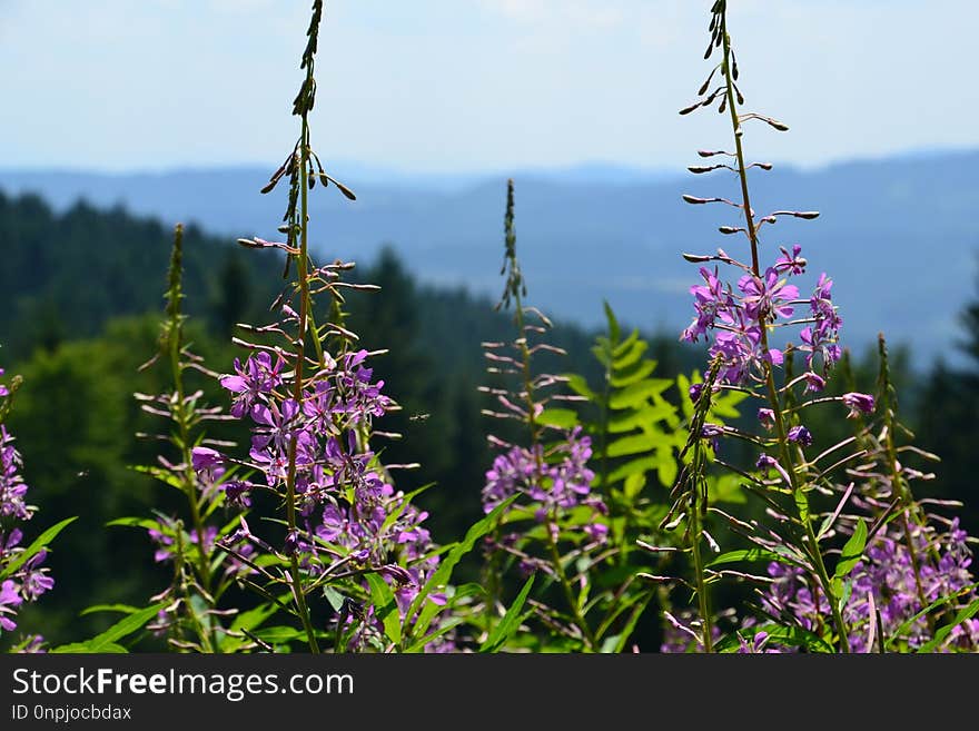 Plant, Flora, Flower, Wildflower