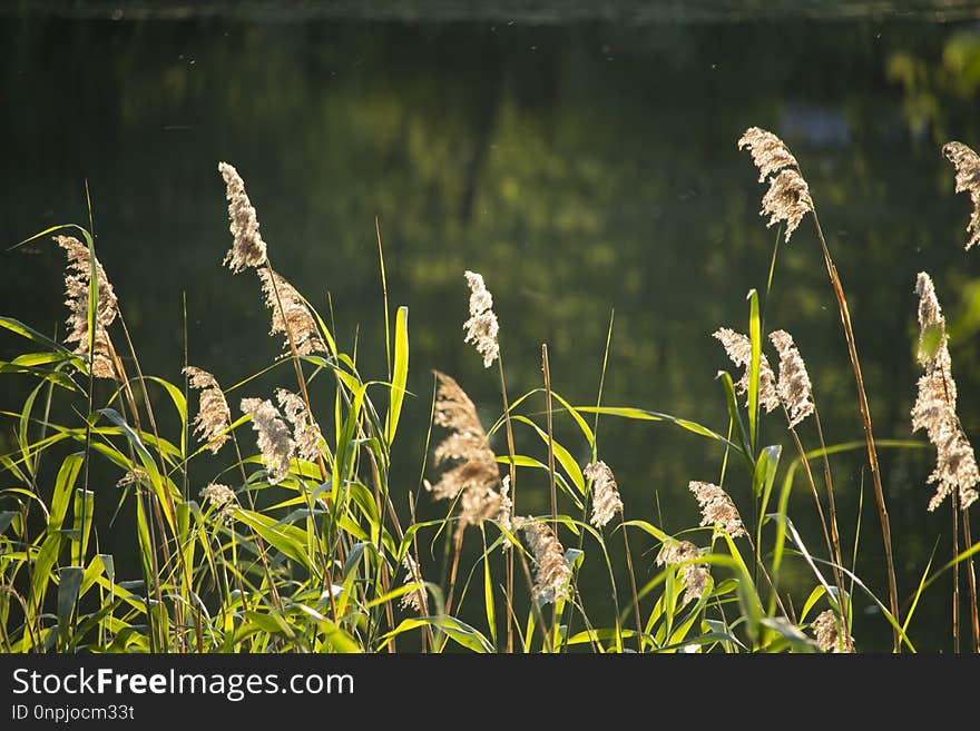 Grass, Vegetation, Grass Family, Plant