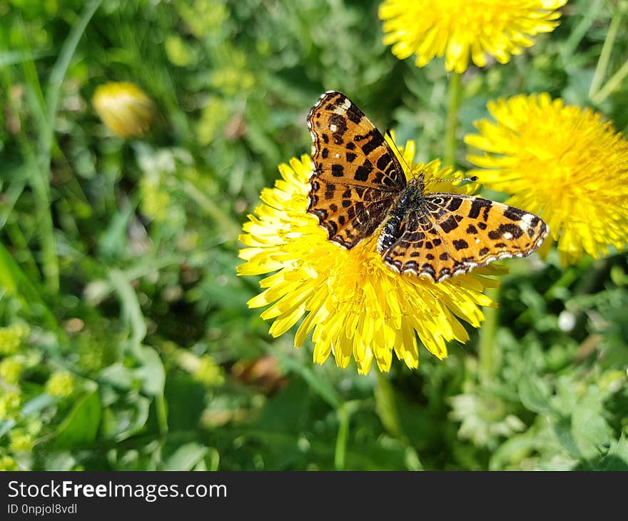 Butterfly, Flower, Moths And Butterflies, Brush Footed Butterfly