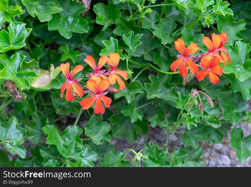 Flower, Plant, Flora, Flowering Plant