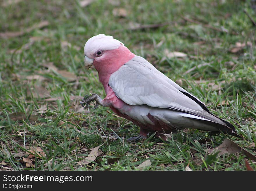 Bird, Parrot, Fauna, Beak