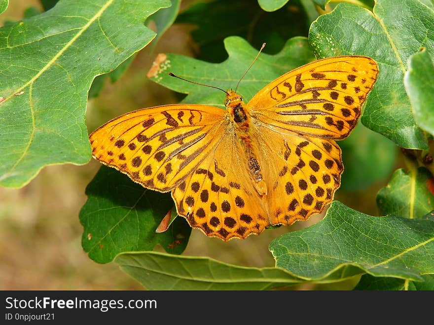 Butterfly, Insect, Moths And Butterflies, Brush Footed Butterfly