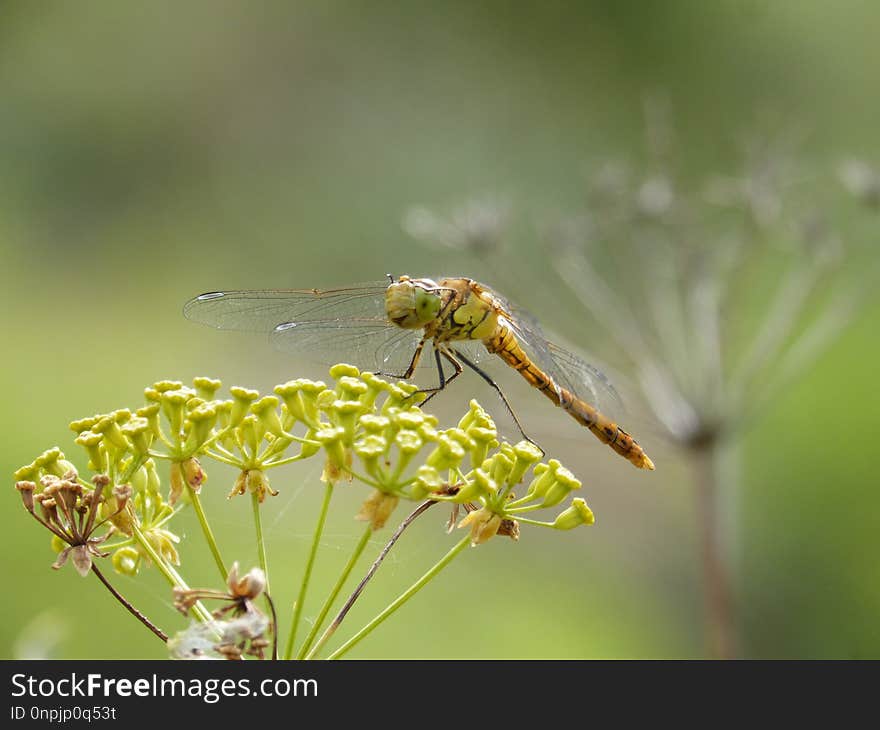 Dragonfly, Insect, Dragonflies And Damseflies, Fauna