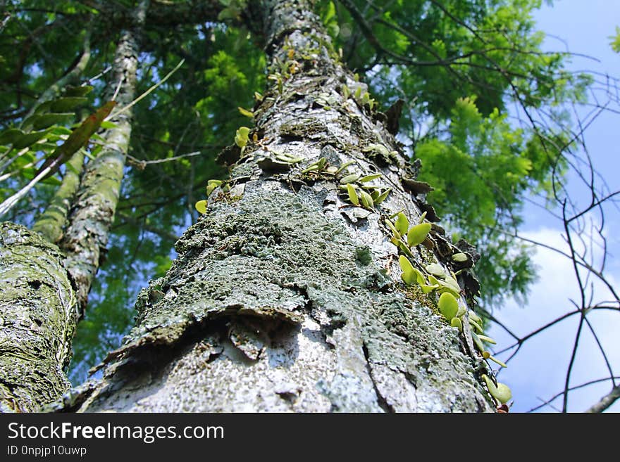 Tree, Woody Plant, Plant, Trunk