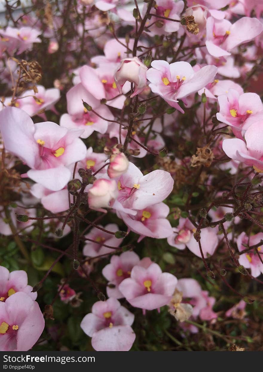 Pink, Flower, Plant, Flowering Plant