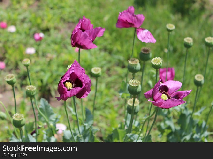 Flower, Plant, Wildflower, Purple