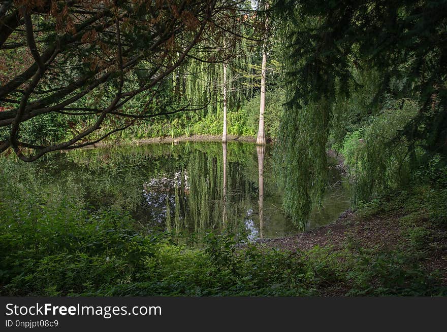 Nature, Ecosystem, Vegetation, Woodland