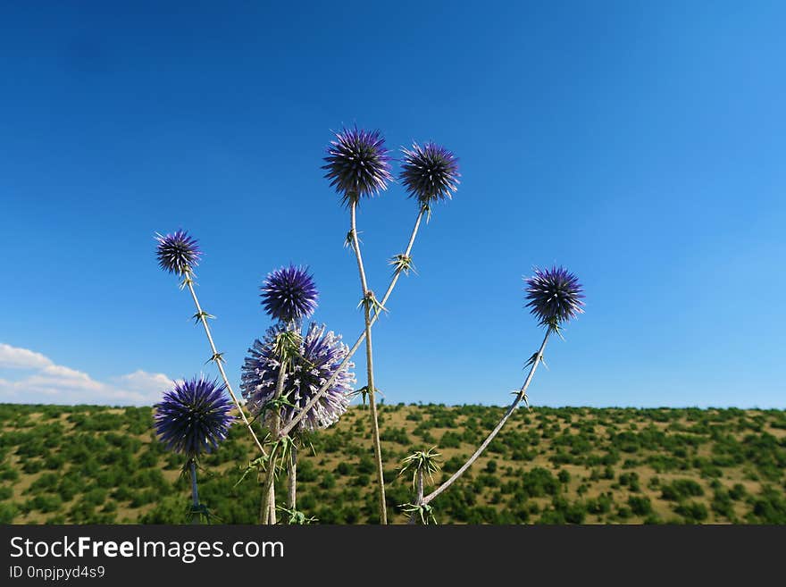 Sky, Ecosystem, Flower, Plant