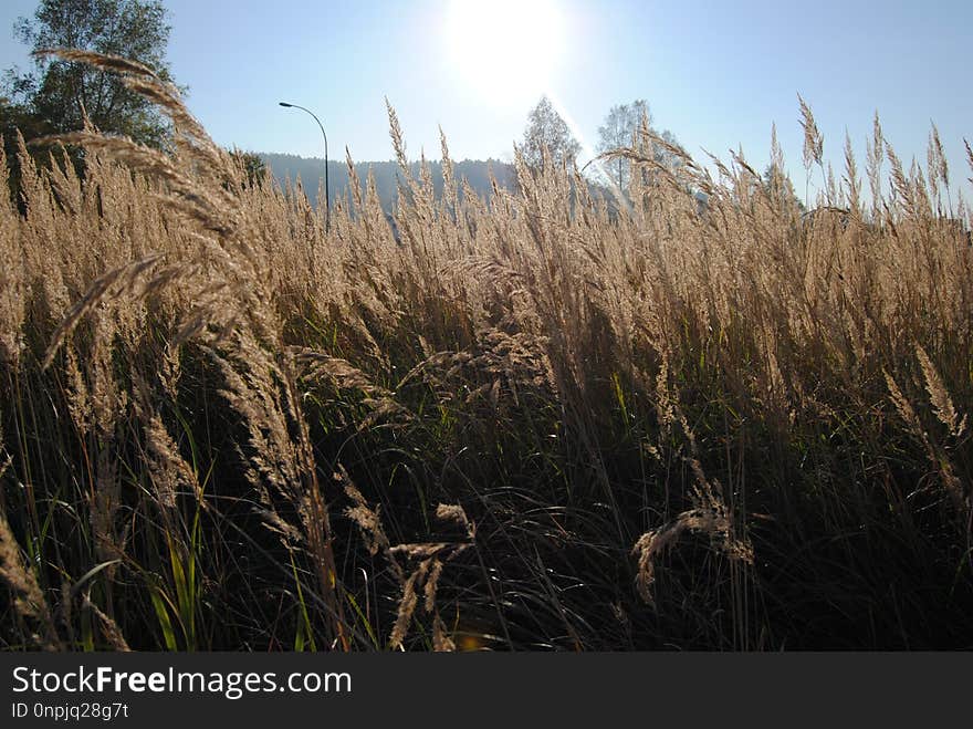 Ecosystem, Vegetation, Grass Family, Phragmites