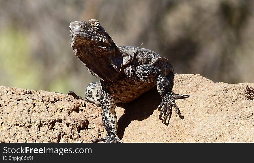 Reptile, Scaled Reptile, Lizard, Terrestrial Animal