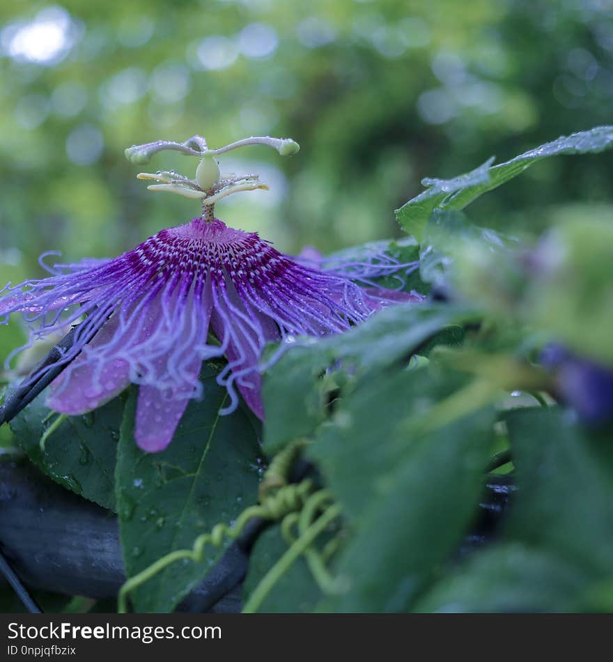 Flower, Plant, Flora, Purple