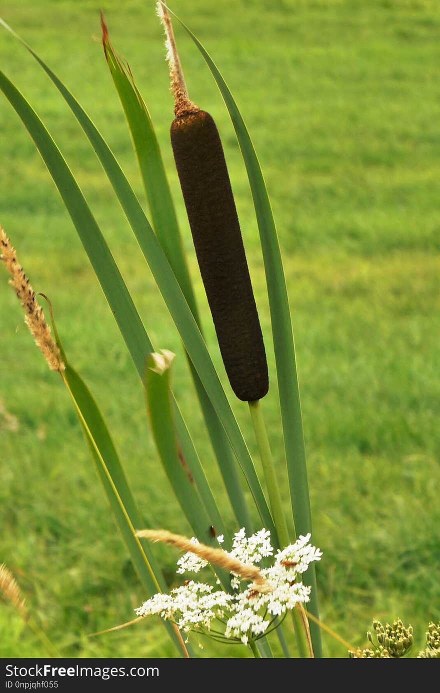 Grass, Plant, Grass Family, Flora