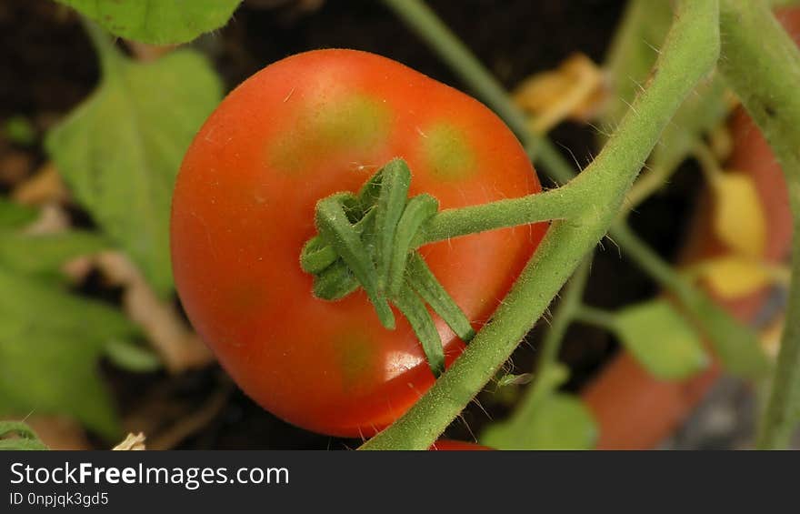 Natural Foods, Tomato, Vegetable, Fruit