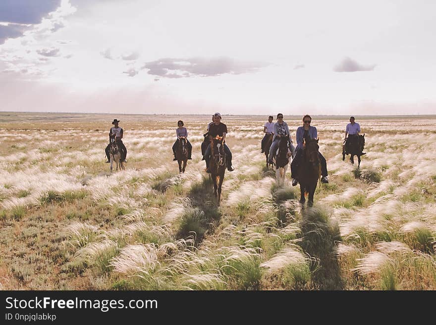 Ecosystem, Grassland, Steppe, Ecoregion