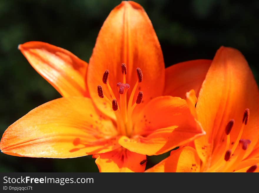 Flower, Lily, Orange, Orange Lily