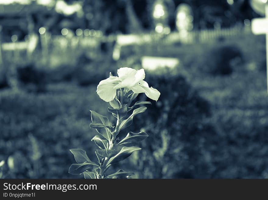 Flora, Plant, Leaf, Black And White