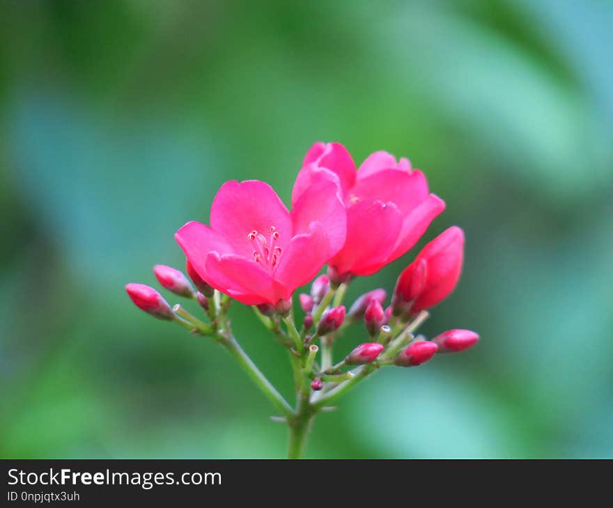 Flower, Flora, Plant, Close Up