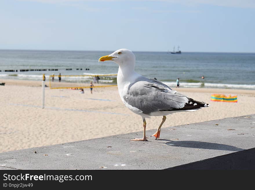 Bird, Seabird, Gull, Shore