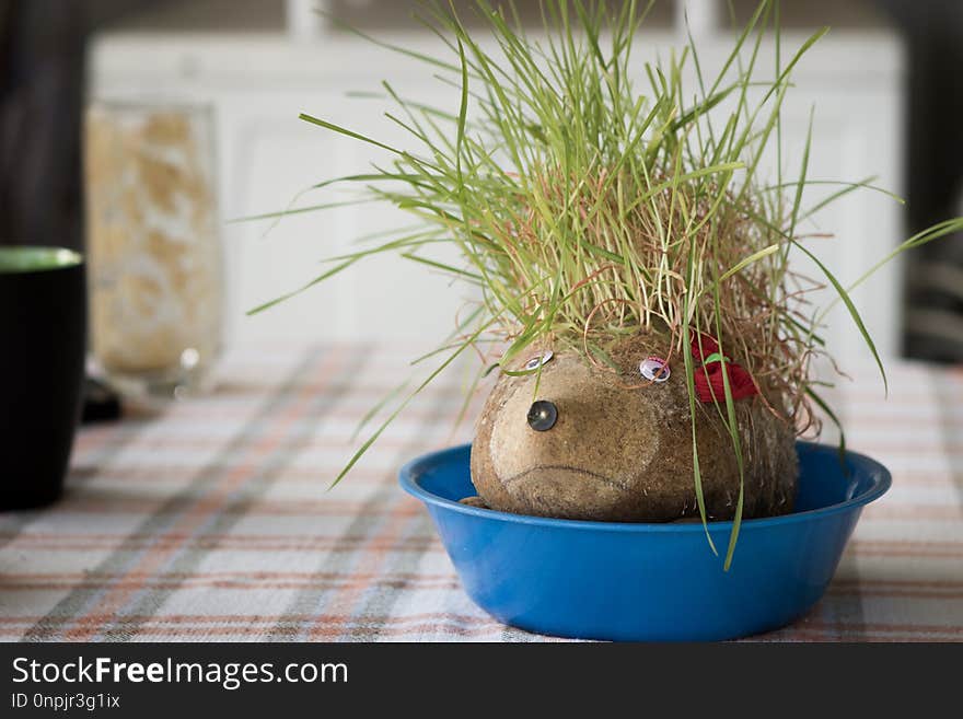 Plant, Flowerpot, Grass, Grass Family