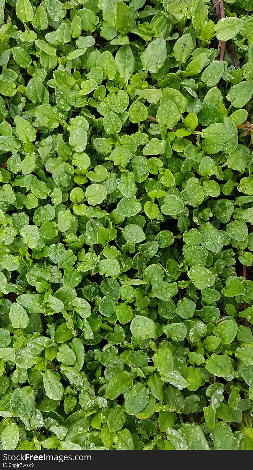 Plant, Leaf, Herb, Groundcover