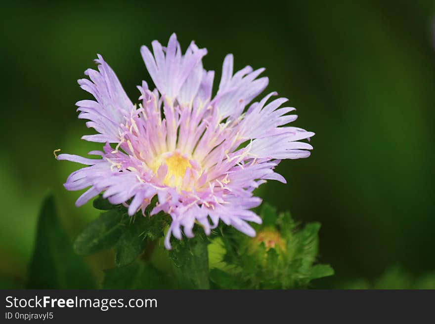 Flower, Flora, Wildflower, Aster