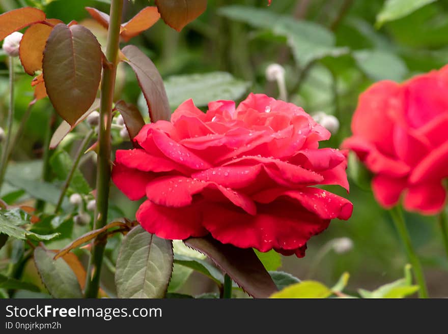 Flower, Rose, Rose Family, Plant