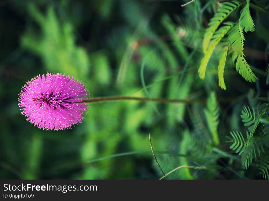 Flora, Vegetation, Flower, Plant