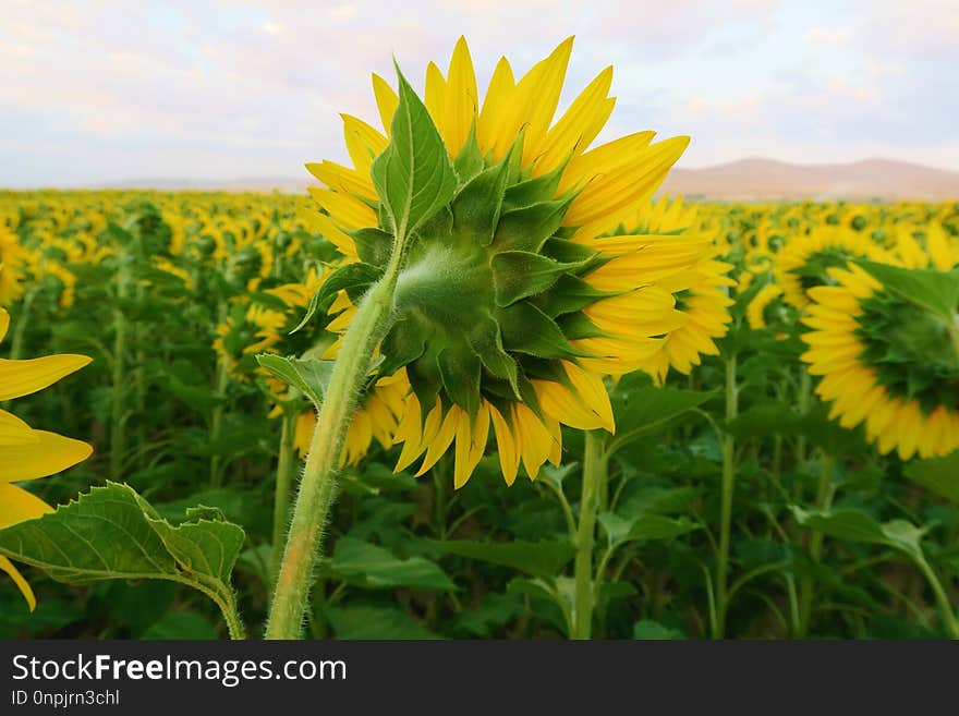 Sunflower, Flower, Yellow, Field