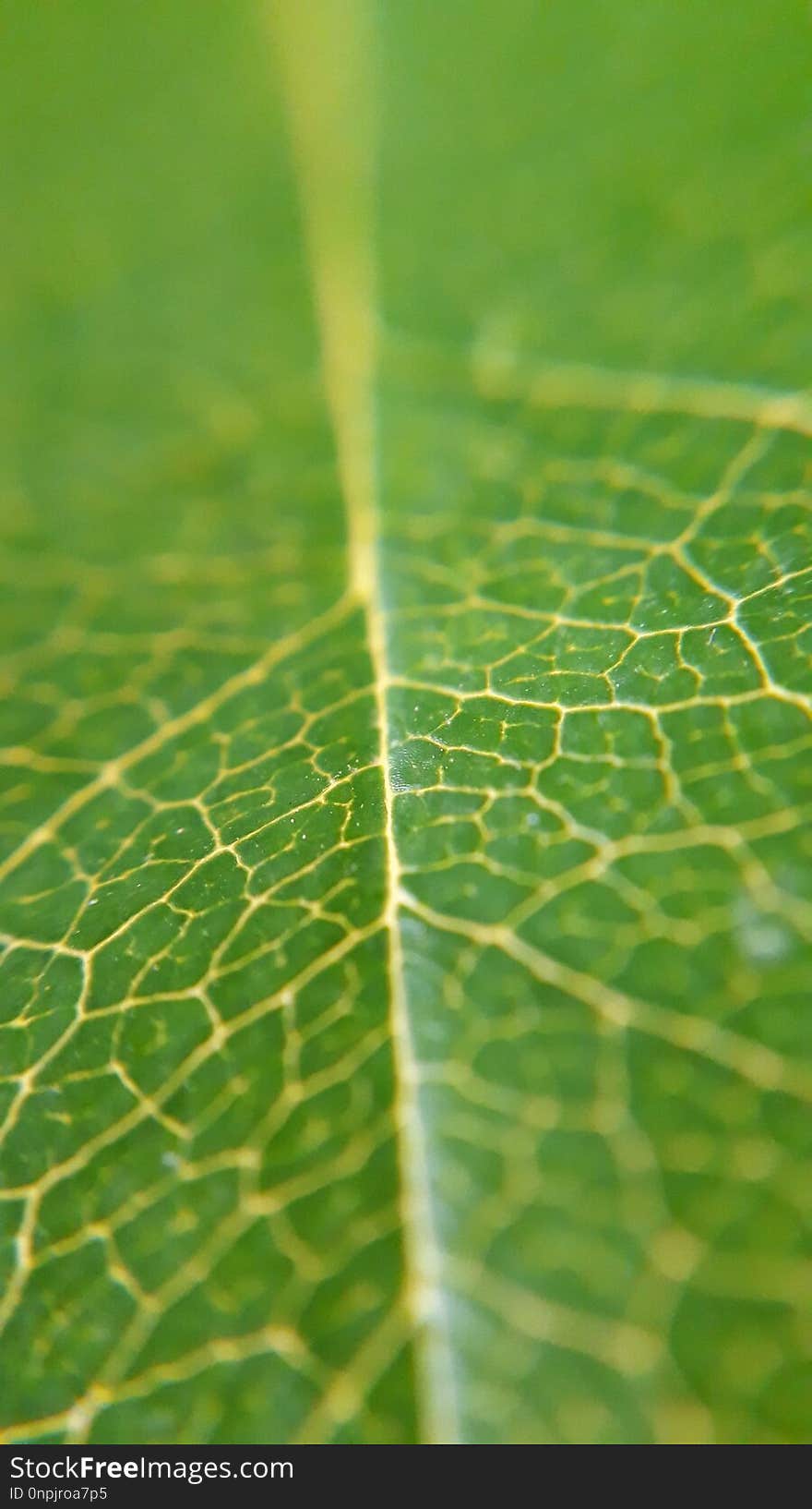 Green, Water, Leaf, Spider Web