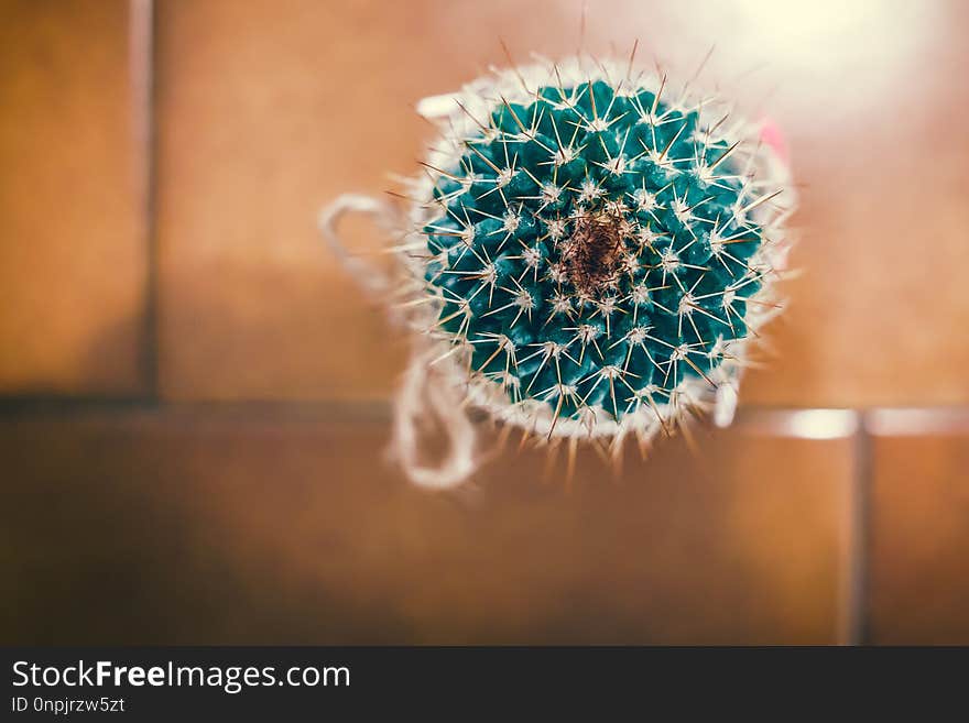 Close Up, Flower, Macro Photography, Cactus